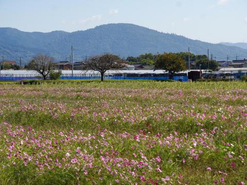 コスモス畑と三輪山