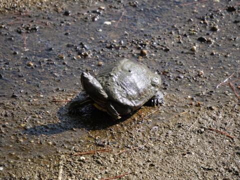 ミシシッピアカミミガメ