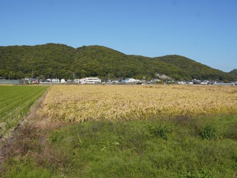 まだ収穫されていない田んぼ