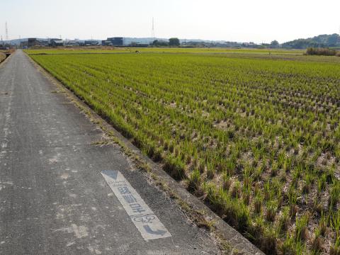 サイクリングロード