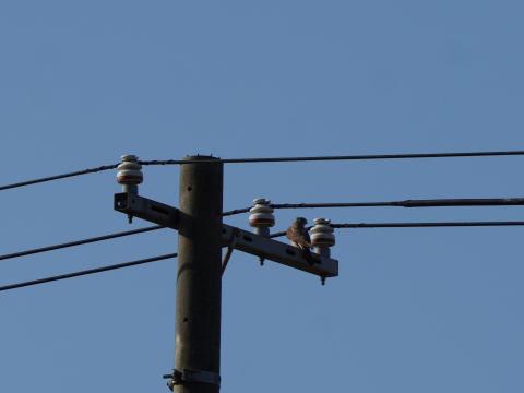 チョウゲンボウ