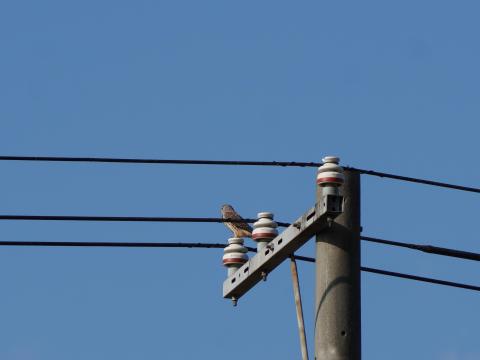 チョウゲンボウ