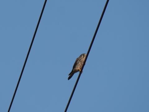 チョウゲンボウ