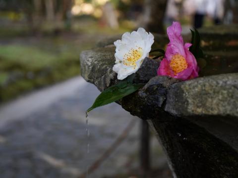 水盤のサザンカ