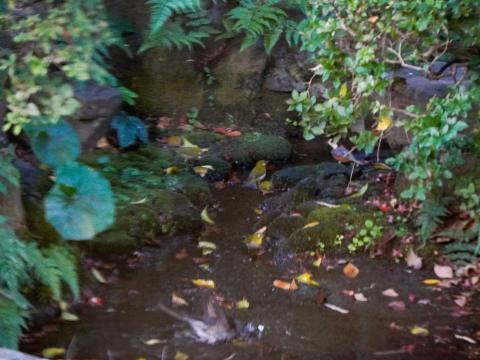 メジロ、ヤマガラ、エナガ