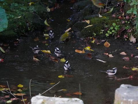 エナガ、メジロ、ソウシチョウ
