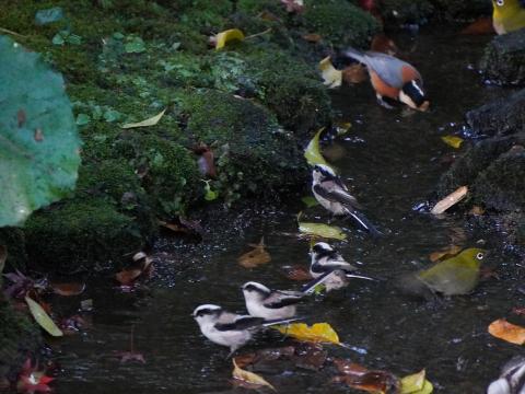 エナガ、メジロ、ヤマガラ