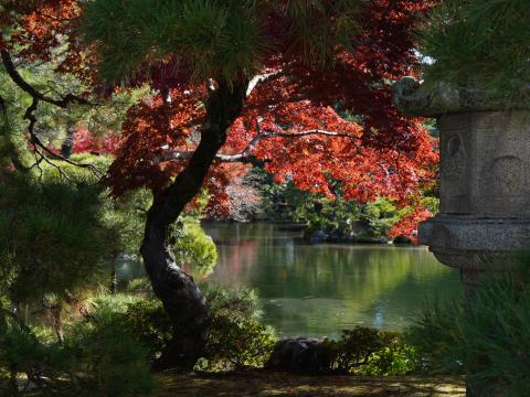 御池庭の紅葉