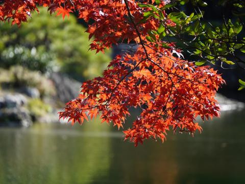 御池庭の紅葉