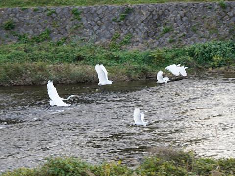 ダイサギとコサギ