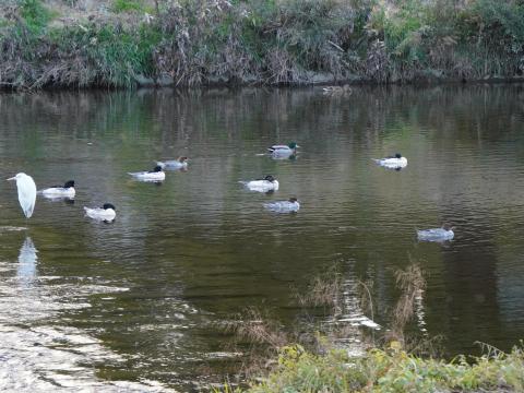 カワアイサとダイサギ