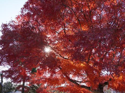 嵐山公園のモミジ