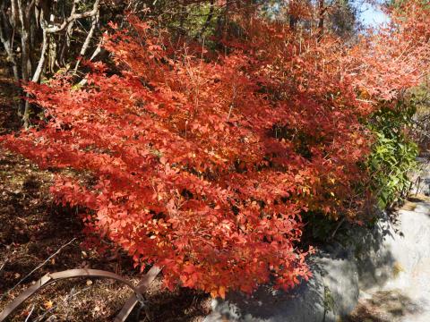 ドウダンツツジ