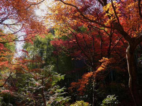 ★常寂光寺のモミジ
