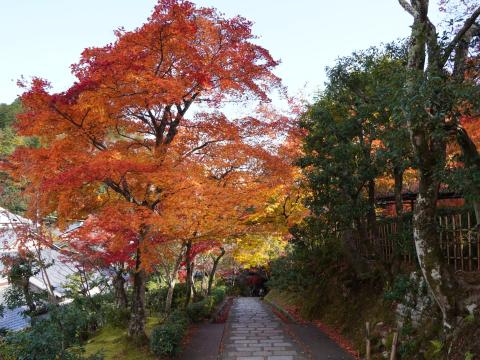 化野念仏寺のモミジ