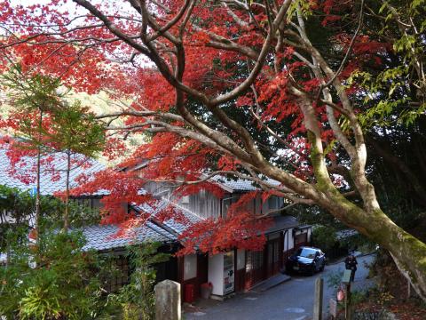 化野念仏寺のモミジ