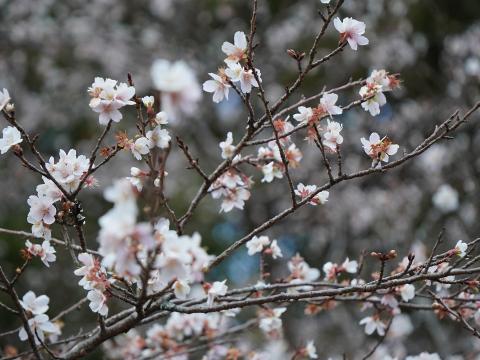 ジュウガツザクラ