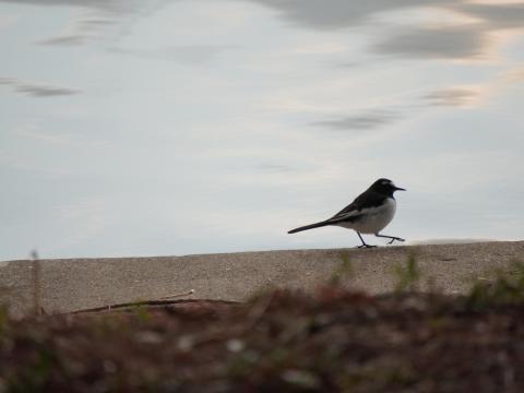 セグロセキレイ