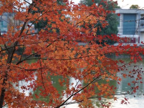 紅葉と近鉄南大阪線