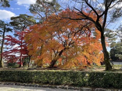 相国寺のモミジ