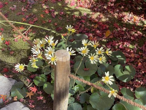 ツワブキとモミジ