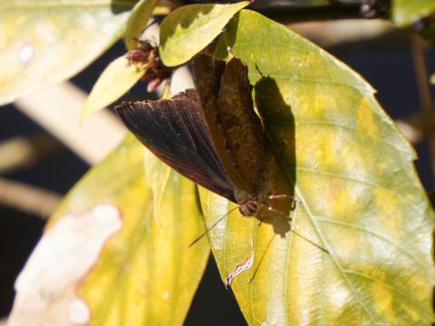 ムラサキツバメ