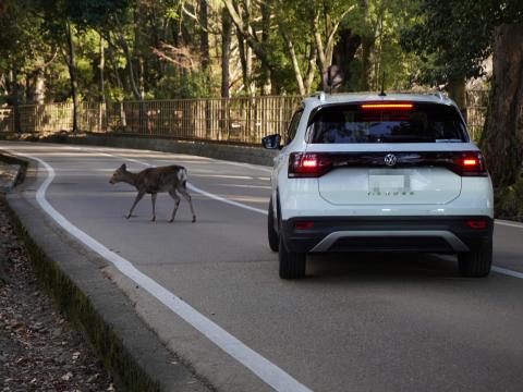 鹿とクルマ
