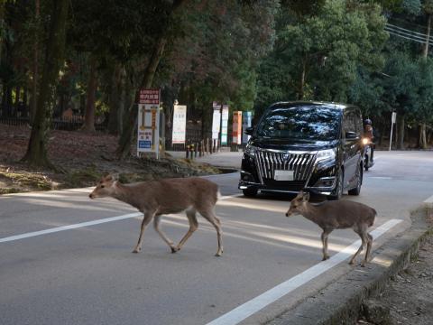 鹿とクルマ