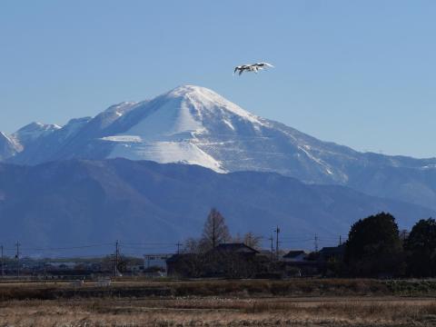 伊吹山とコハクチョウ