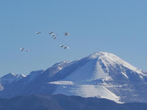 ★伊吹山とコハクチョウ