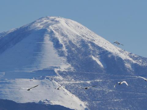 伊吹山とコハクチョウ