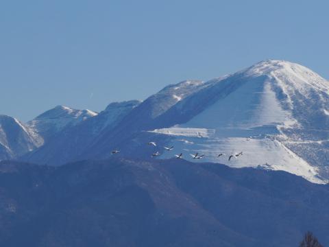 伊吹山とコハクチョウ