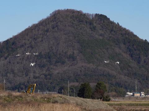 山本山とコハクチョウ