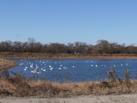 ビオトーブのコハクチョウ