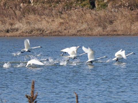 ★コハクチョウ