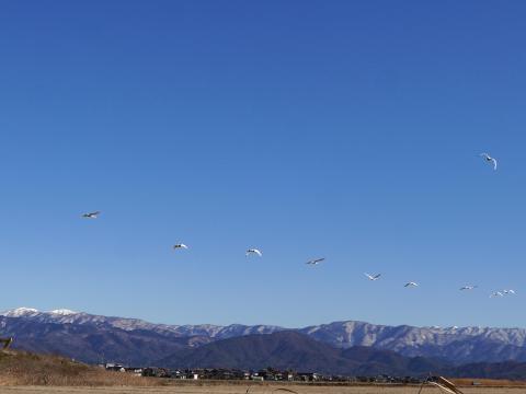 虎御前山とコハクチョウ