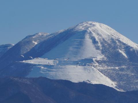 コハクチョウと伊吹山