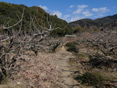 西殿塚古墳への道