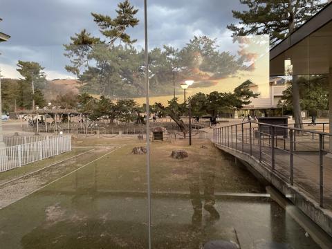 奈良国立博物館