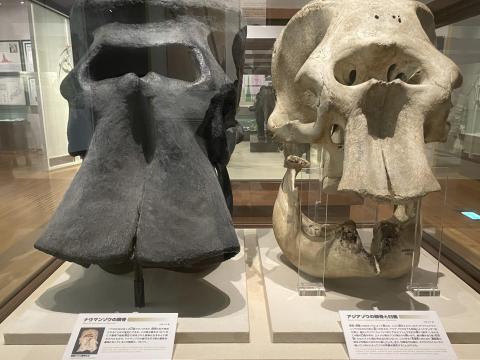 ナウマンゾウの頭骨とアジアゾウの頭骨