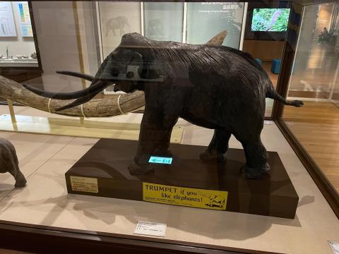 ナウマンゾウの模型