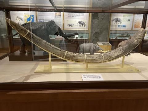 ナウマンゾウのキバ