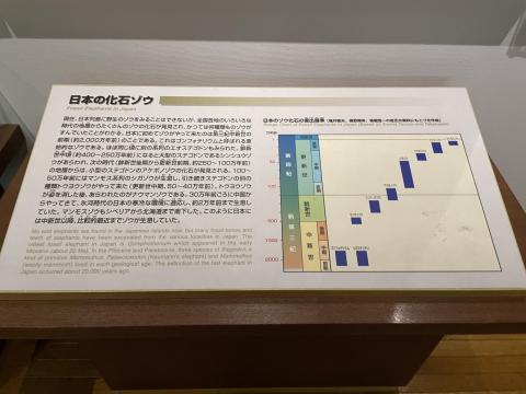 日本の化石ゾウ