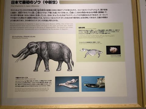 日本で最初のゾウ（中新世）
