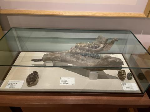 ゴンフォテリウム