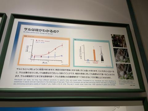サルは味が分かるの？