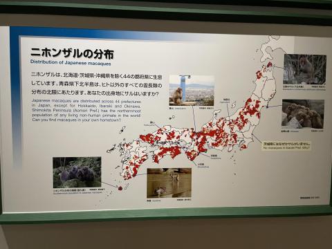 ニホンザルの分布