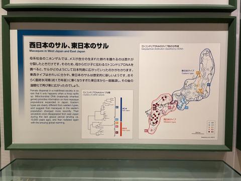西日本のサル、東日本のサル