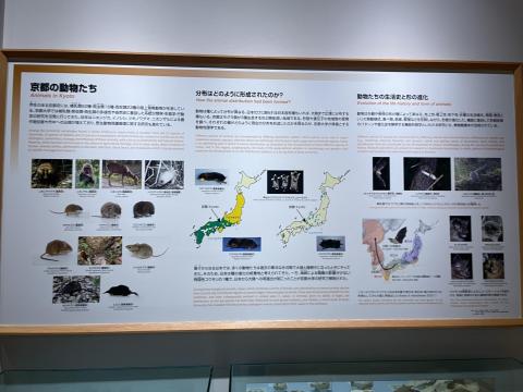 京都の動物たち