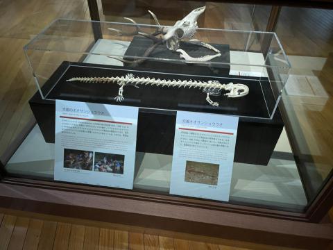 交雑オオサンショウウオの骨格標本